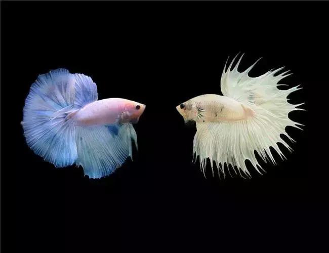 斗鱼靓仔,斗鱼小仔