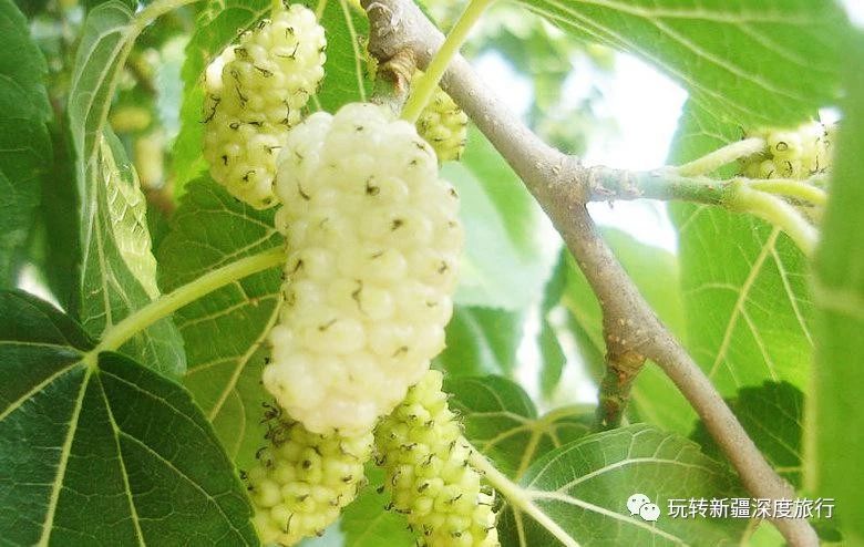 南疆最好吃的瓜果,新疆瓜果什么最好吃又便宜