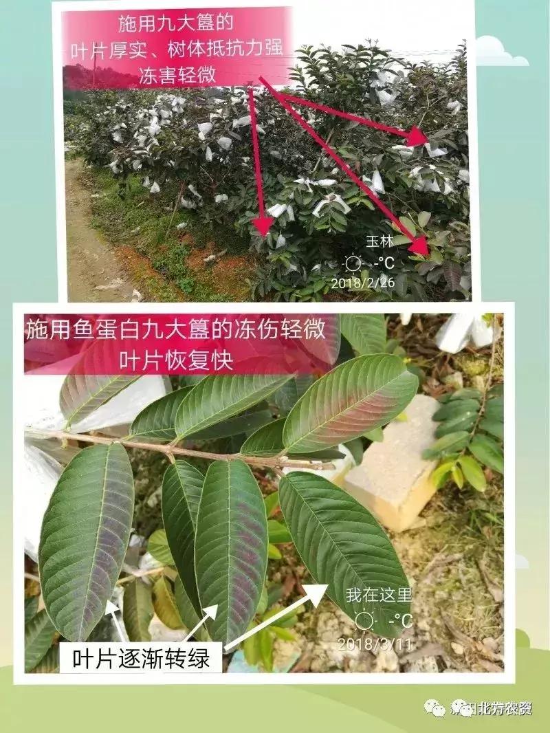 种植番石榴一亩挣多少钱,种植10亩番石榴大概成本要多少钱
