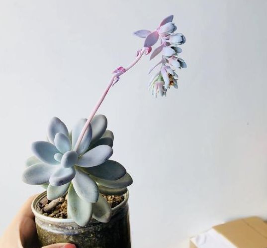 多肉开花的花箭该不该剪,多肉晾根期间为什么会长花箭