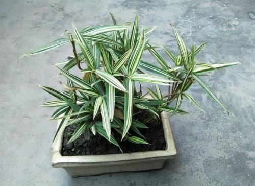 一年四季都产笋的竹,什么竹子笋最高产