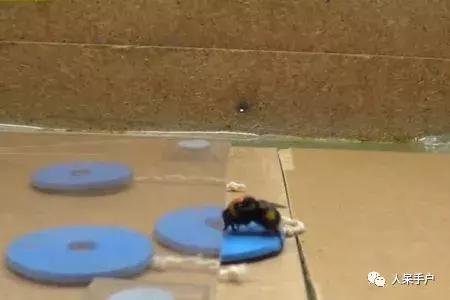 虫虫也能学会“踢球”，这难道是要参加世界杯的节奏？