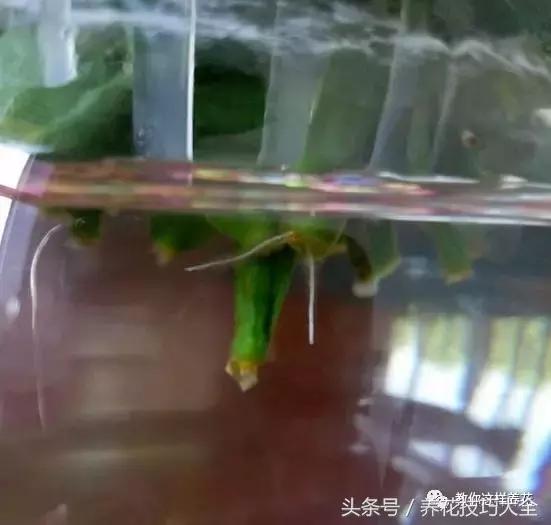 蟹爪兰长得好好的就断了怎么回事,蟹爪兰花谢了怎么处理才能复花