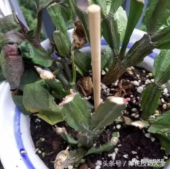 蟹爪兰长得好好的就断了怎么回事,蟹爪兰花谢了怎么处理才能复花