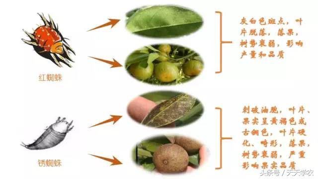 黑皮果锈壁虱,锈壁虱的黑皮能掉吗