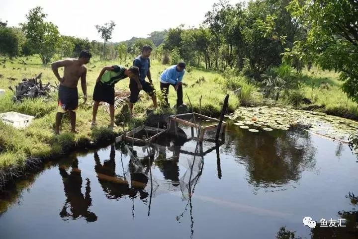 特隆贝塔如何饲养,特隆贝塔半皇与红彩区别