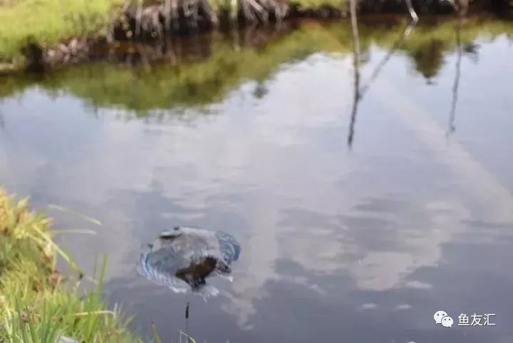 特隆贝塔如何饲养,特隆贝塔半皇与红彩区别