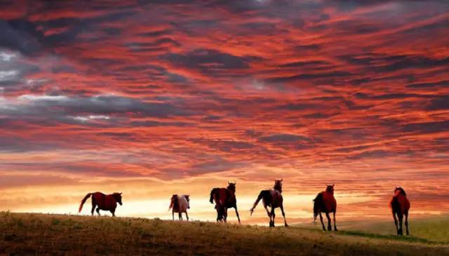 甘肃张掖军马场旅游 (张掖最好的军马场)