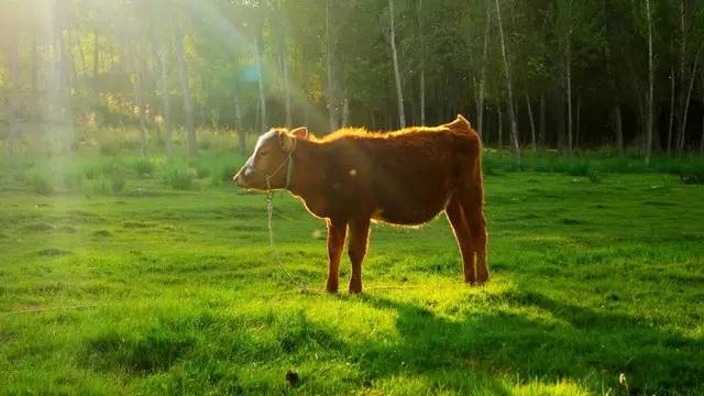 甘肃张掖军马场旅游 (张掖最好的军马场)