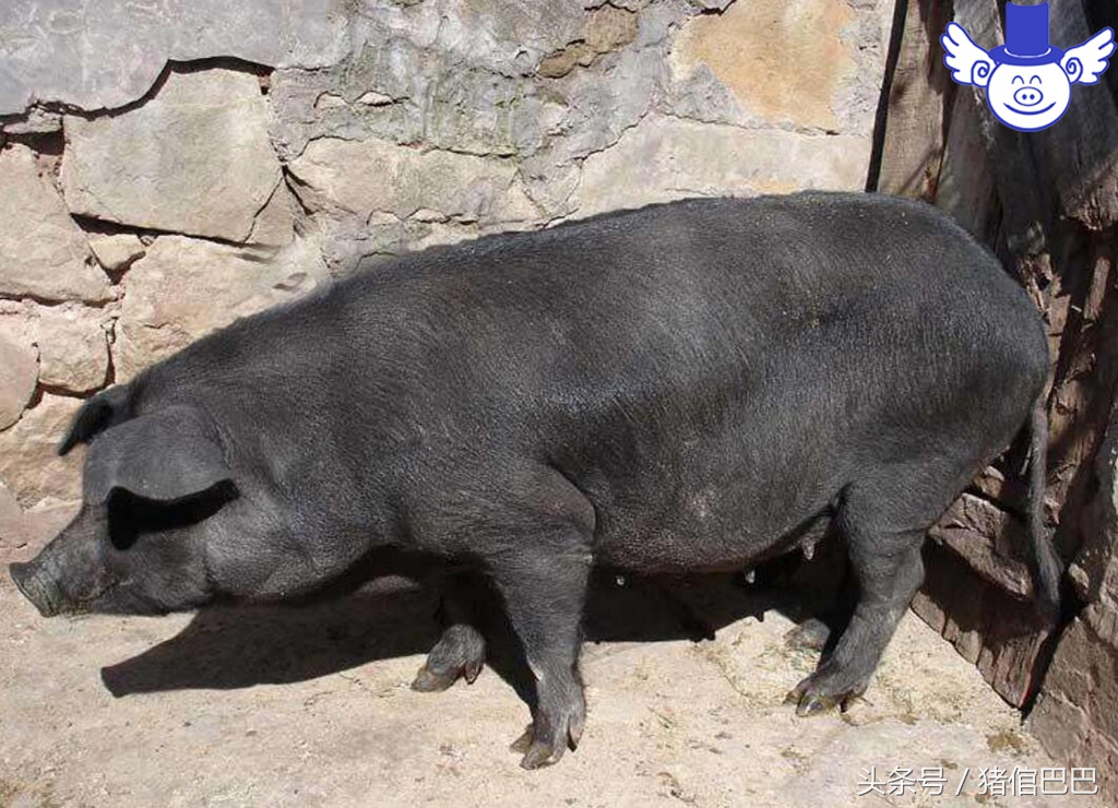 母猪产崽需要注意什么,如何使母猪产崽快