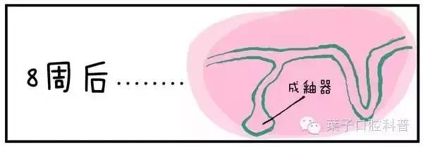 儿童治疗牙齿科普动画,孩子牙齿成长全过程