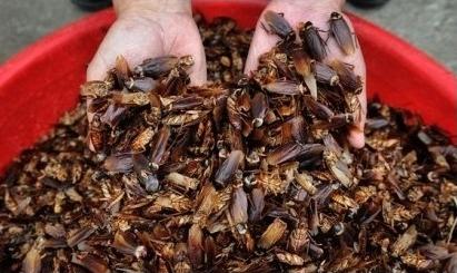 养殖10亿只蟑螂,四川成都蟑螂养殖基地