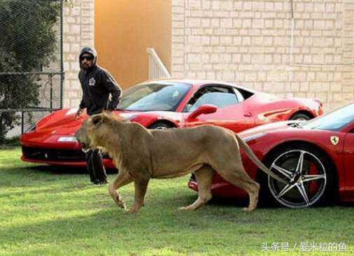 足球术语不清楚什么意思,足球专业术语有哪些