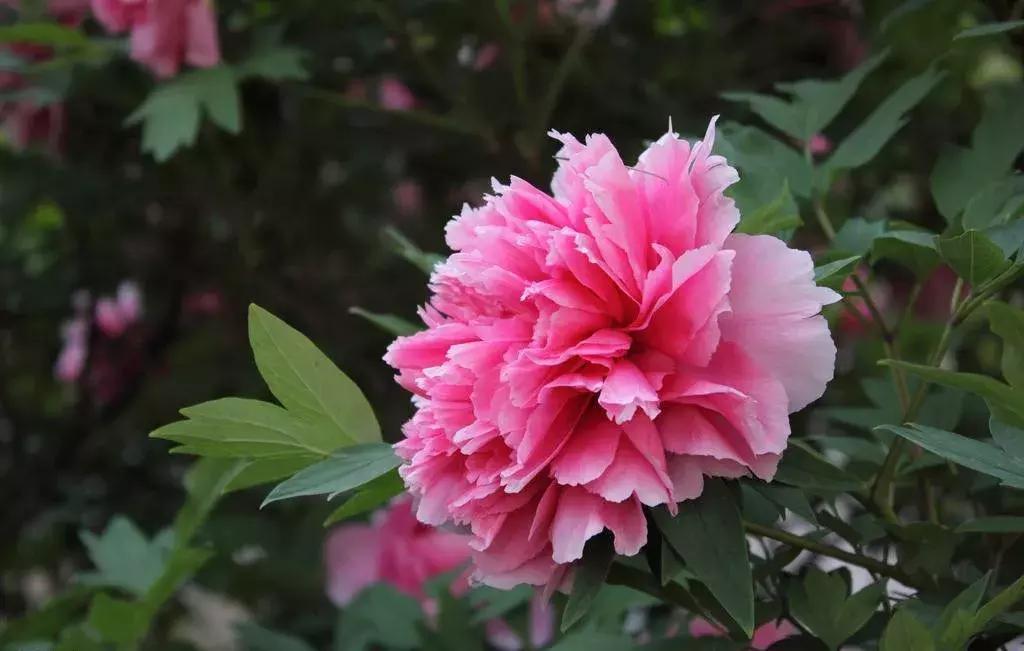 一日不见如隔三秋下一句什么,一日不见如隔三秋用古诗怎么说