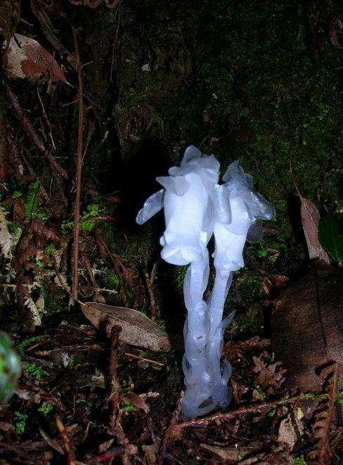 一辈子看不到的奇花异草太美了,惊艳的奇花异草