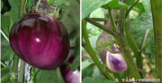 三农资讯：茄子着色差可咋办？别慌，三个建议看完就会解决！