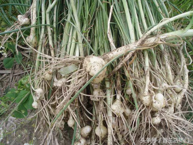 在普兰店生活有多好,我在山东刚刚好何必羡慕北上广