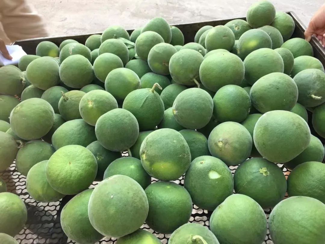 胡博士讲中药,胡博士说中医完整版