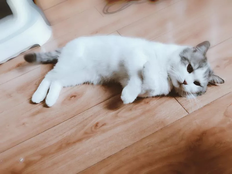 不养猫不爱狗,不养猫不养狗还可以养什么宠物