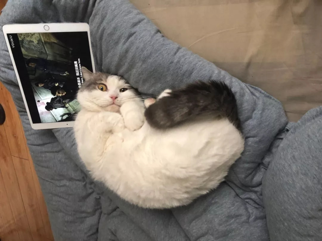 不养猫不爱狗,不养猫不养狗还可以养什么宠物