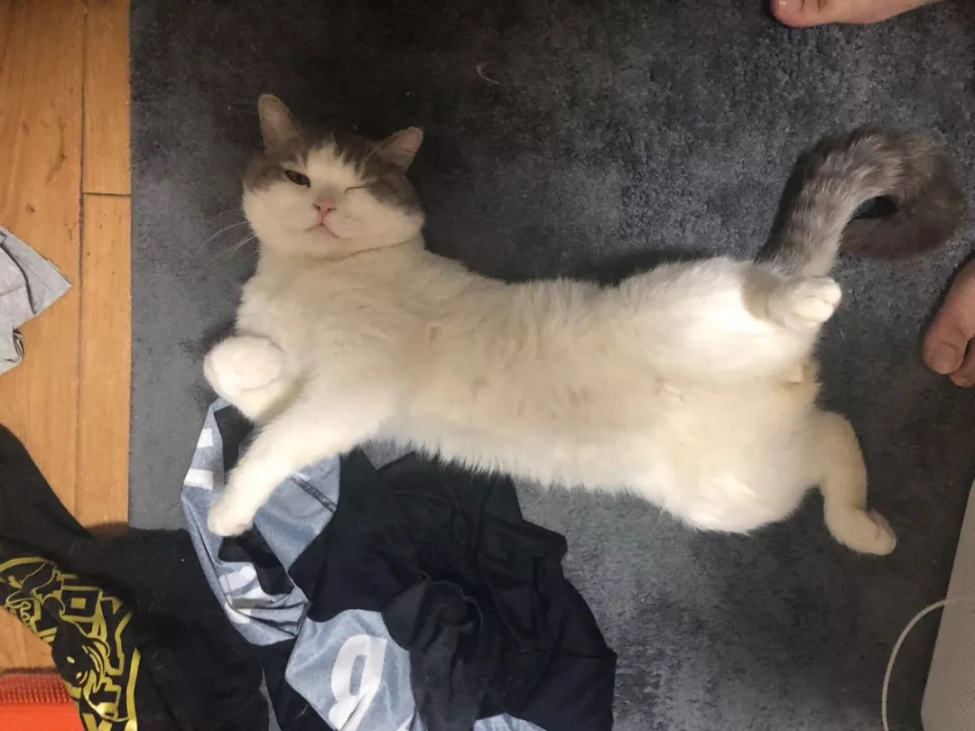 不养猫不爱狗,不养猫不养狗还可以养什么宠物