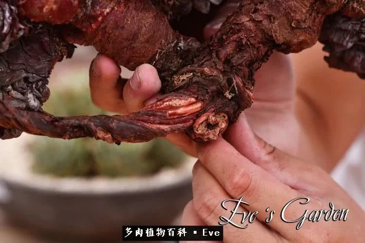 仙女杯多肉植物,拇指仙女杯也叫帕奇飞图吗