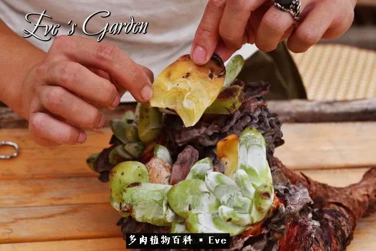 仙女杯多肉植物,拇指仙女杯也叫帕奇飞图吗