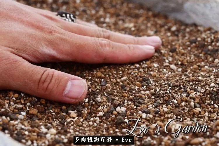 仙女杯多肉植物,拇指仙女杯也叫帕奇飞图吗