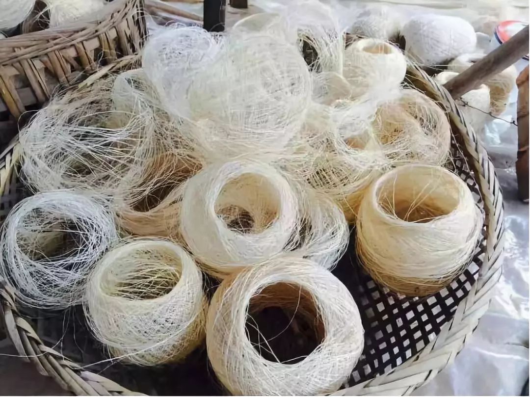 一条精选|中国人种这种草做成袜子,脚不臭了