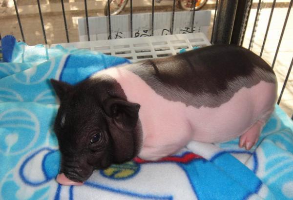 如何区别纯种小香猪,如何辨别纯种小香猪