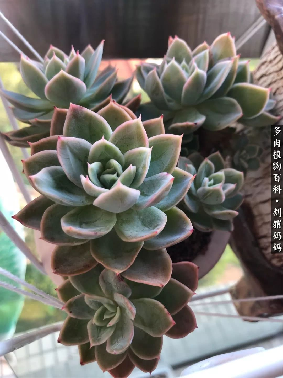 多肉如何度夏的方法,多肉夏天如何度夏