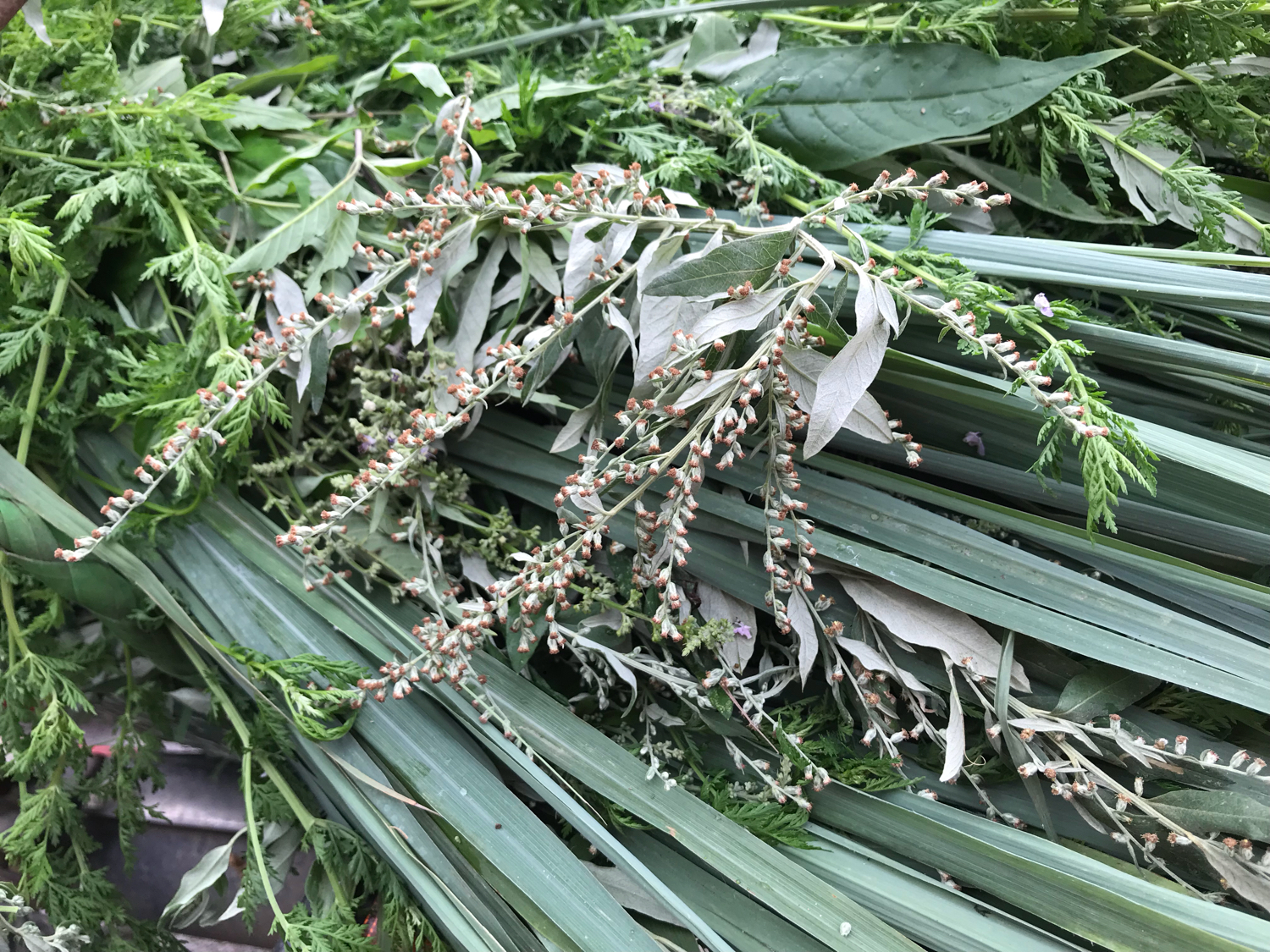 端午节，别忘了洗草药祛病避邪