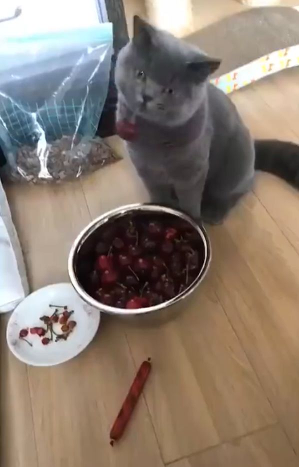 给猫咪吃了樱桃猫咪生气了,猫咪吃樱桃流口水怎么办