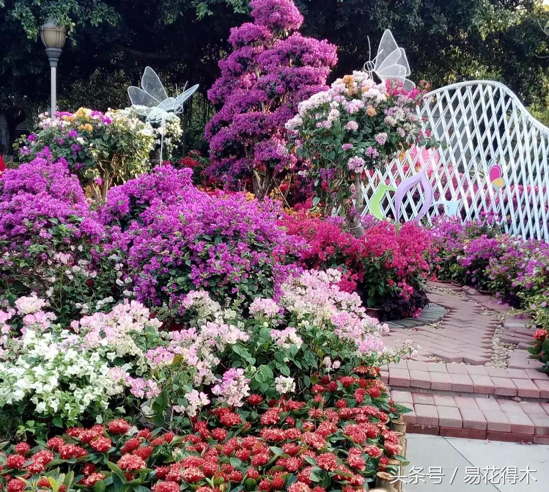 三角梅植物嫁接教程,多枝三角梅嫁接