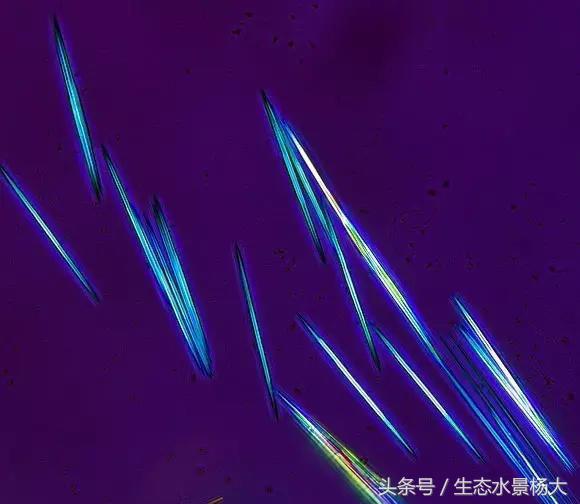 水晶虾用塑料水草可以吗,水族盐对观赏虾有影响吗