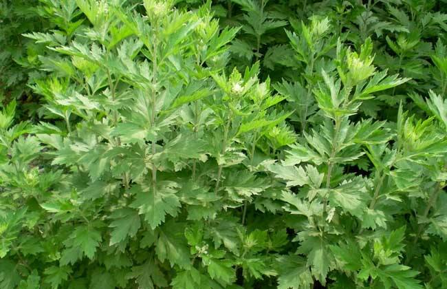 王药师带你认草药-艾叶、菖蒲