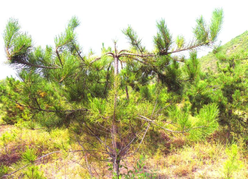 山丁子盆景修剪技巧,赤松景观树怎么修剪