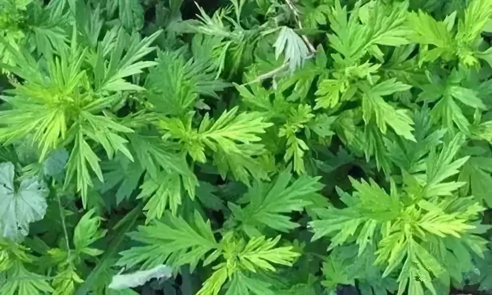 花椒生姜艾叶泡酒能治腰腿疼痛吗,艾叶加酒赶走颈肩腰腿痛一身轻松