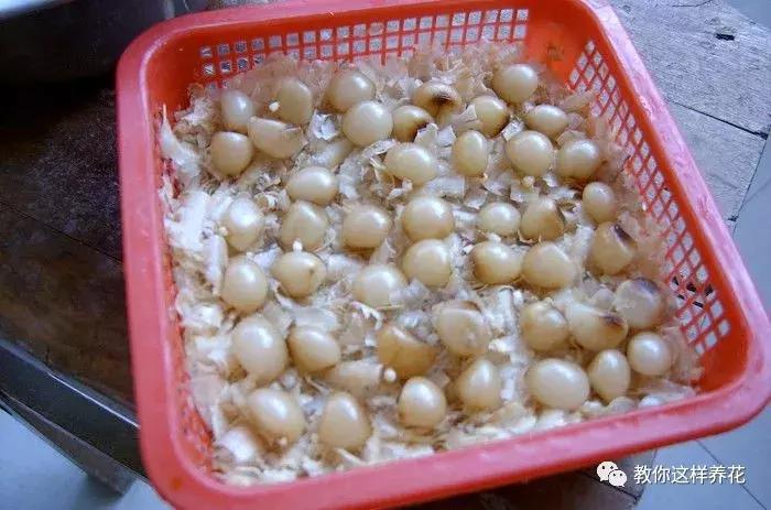 君子兰结的果实怎么处理,君子兰结籽后怎么处理