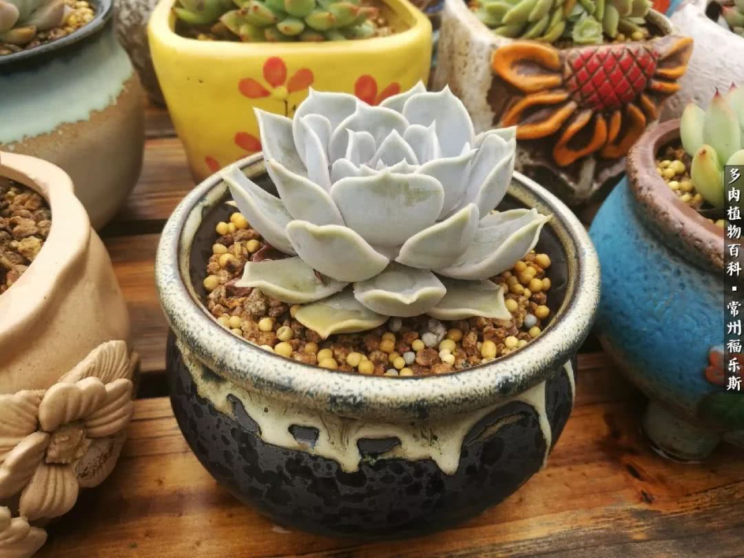 养多肉摒弃焦虑,包邮区不能养的多肉有哪些