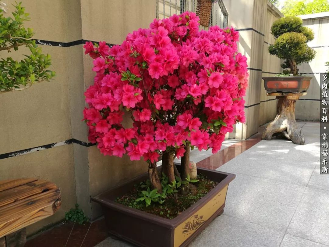 养多肉摒弃焦虑,包邮区不能养的多肉有哪些