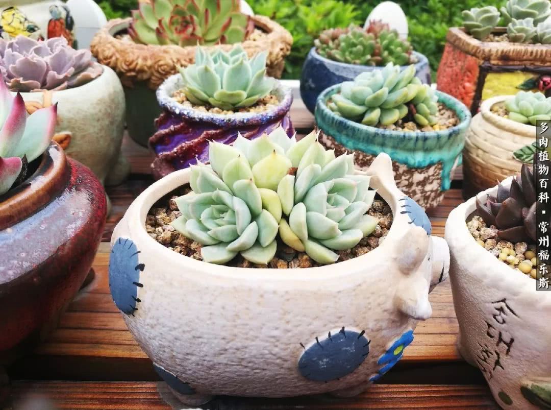 养多肉摒弃焦虑,包邮区不能养的多肉有哪些