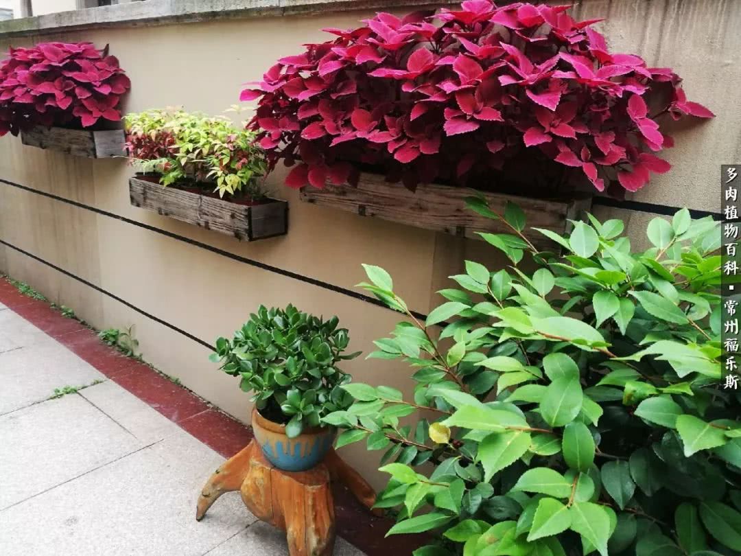 养多肉摒弃焦虑,包邮区不能养的多肉有哪些