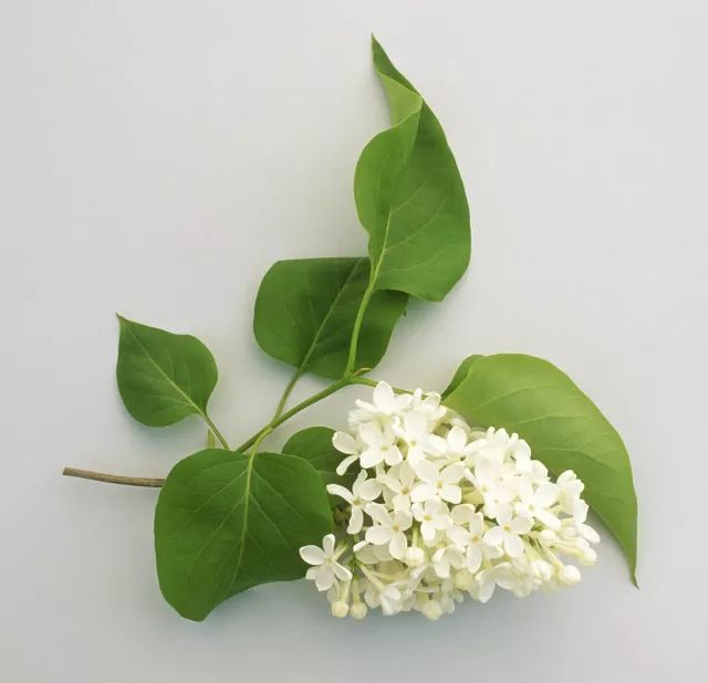 家中摆一盆，大病小病全走光！赶紧收藏！