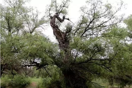 阿司匹林传奇,阿司匹林百年神药的不朽传奇