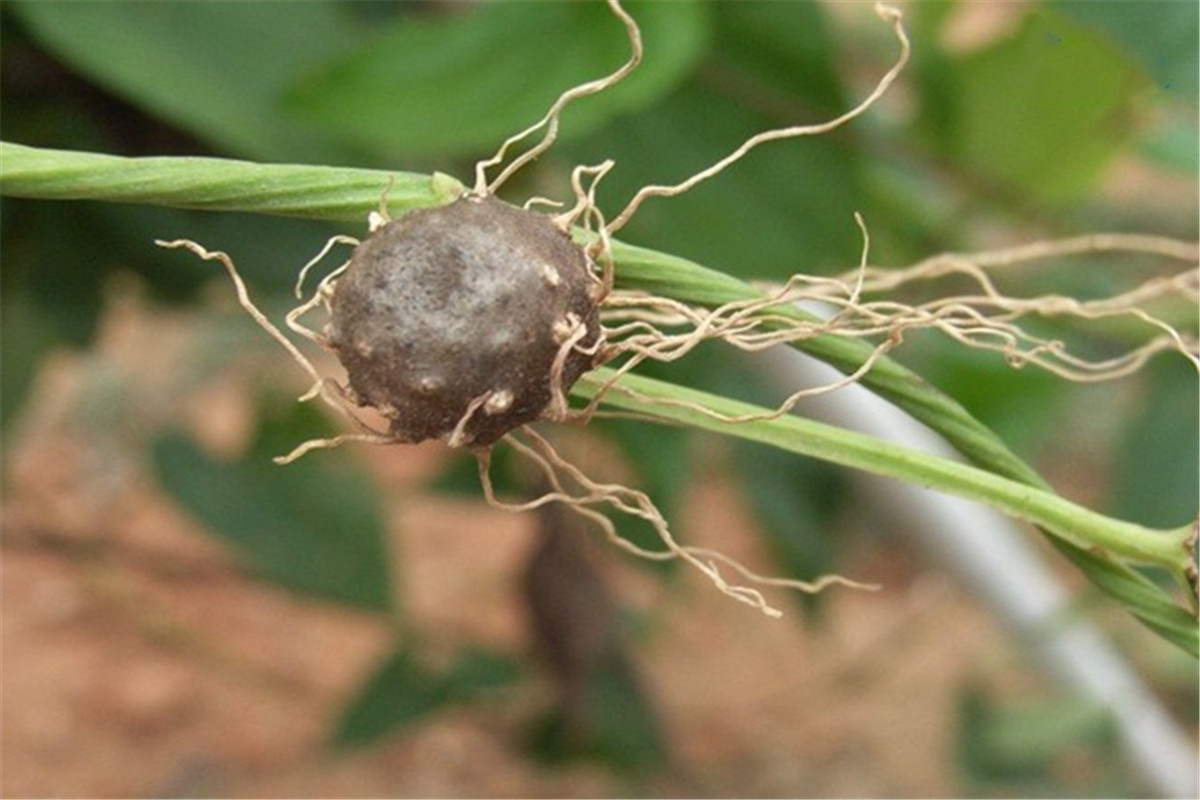 东北有毒的小野果,农村常见的有毒的野果