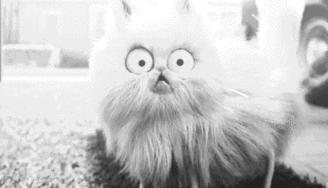 冰岛导演牙医,冰岛球队队长是牙医