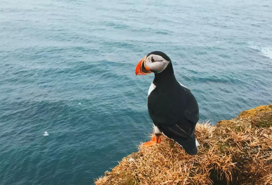 最孤独的小岛冰岛,冰岛的孤独岛屿