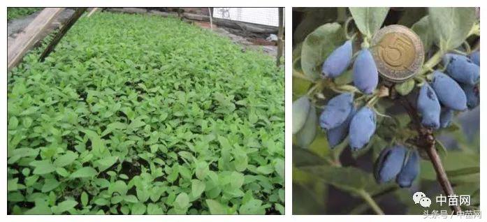 高产蓝靛果,种植蓝靛果和野生蓝靛果的区别