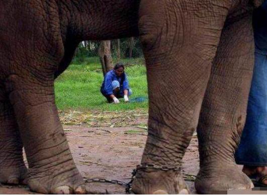 掏屎也能致富？大象便便咖啡是咖啡中的极品每公斤竟卖1880美元